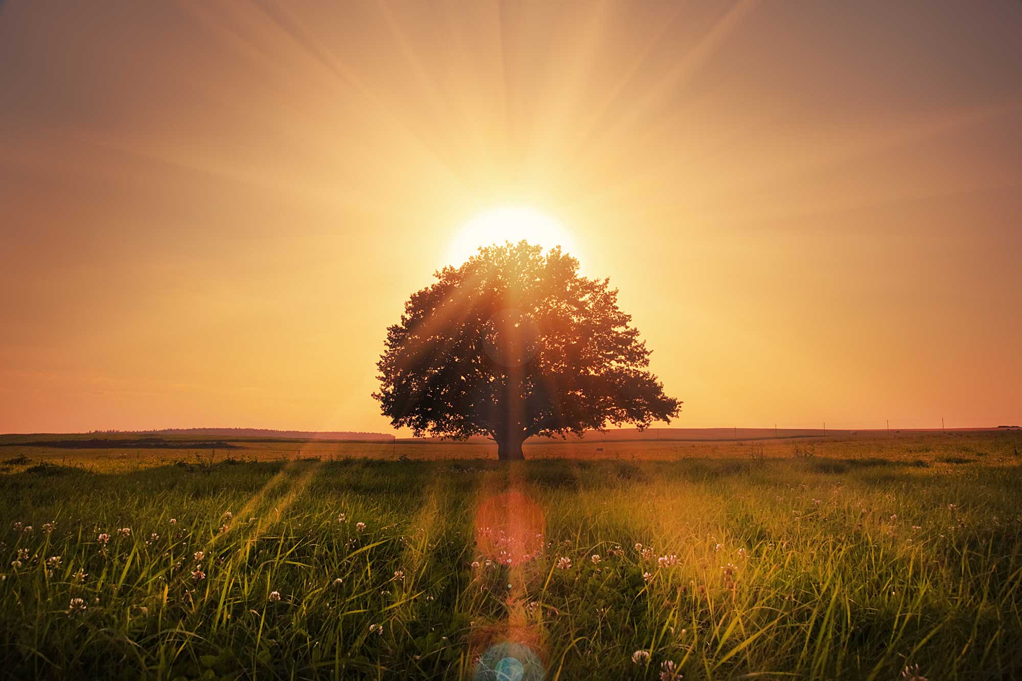 Header - Baum im Sonnenuntergang – Arztpraxis J. Lampson-Lempken